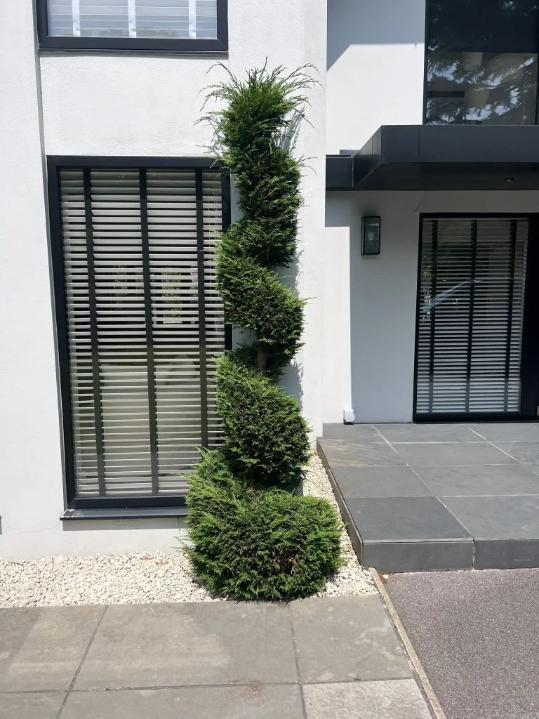 spiral tree-bonsai landscapes